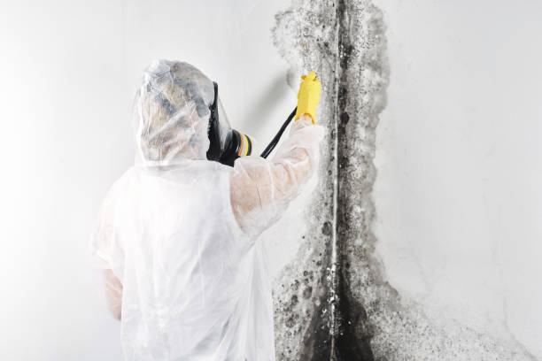 Best Water damage mitigation services  in USA